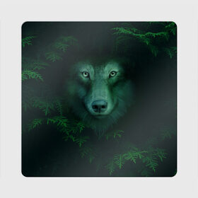 Магнит виниловый Квадрат с принтом Сибирь. Лесной волк в Новосибирске, полимерный материал с магнитным слоем | размер 9*9 см, закругленные углы | safesibiria | siberia | алтай | волк | дикий | елки | ель | лес | охота | сибирь | сибирь горит | сибирьгорит | спаситесибирь | тайга | шерегеш | экология