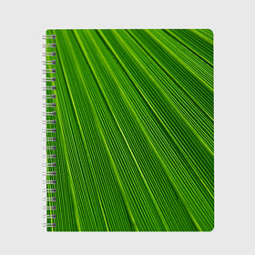 Тетрадь с принтом Зелёный лист в Новосибирске, 100% бумага | 48 листов, плотность листов — 60 г/м2, плотность картонной обложки — 250 г/м2. Листы скреплены сбоку удобной пружинной спиралью. Уголки страниц и обложки скругленные. Цвет линий — светло-серый
 | abstract | абстрактно | абстрактный | абстракция | зеленый | зелень | лист | листок | листья | полоса | полоска | полосы | природа | флора