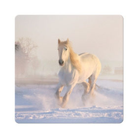 Магнит виниловый Квадрат с принтом Белая лошадь на снегу в Новосибирске, полимерный материал с магнитным слоем | размер 9*9 см, закругленные углы | белая | белый | декабрь | животное | животные | звери | зверь | зима | зимний | зимой | кони | конь | копытные | копытный | лошади | лошадь | снег | снега | снегу | снежный | февраль | январь