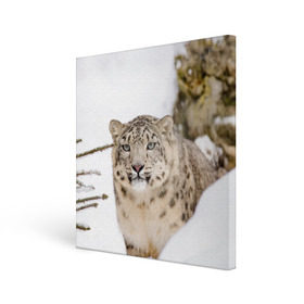 Холст квадратный с принтом Ирбис в Новосибирске, 100% ПВХ |  | snow leopard | барс | барсы | животное | животные | звери | зверь | зима | зимы | ирбис | киски | кот | коты | кошачьи | кошка | кошки | мохнатые | мохнатый | пятнистые | пятнистый | снег | снежный