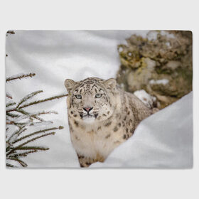 Плед 3D с принтом Ирбис в Новосибирске, 100% полиэстер | закругленные углы, все края обработаны. Ткань не мнется и не растягивается | snow leopard | барс | барсы | животное | животные | звери | зверь | зима | зимы | ирбис | киски | кот | коты | кошачьи | кошка | кошки | мохнатые | мохнатый | пятнистые | пятнистый | снег | снежный