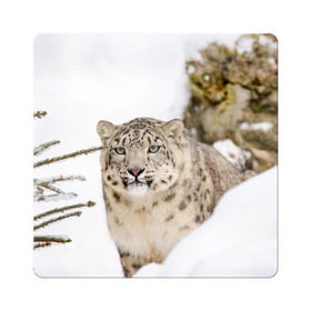 Магнит виниловый Квадрат с принтом Ирбис в Новосибирске, полимерный материал с магнитным слоем | размер 9*9 см, закругленные углы | snow leopard | барс | барсы | животное | животные | звери | зверь | зима | зимы | ирбис | киски | кот | коты | кошачьи | кошка | кошки | мохнатые | мохнатый | пятнистые | пятнистый | снег | снежный