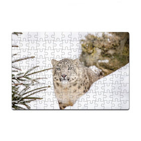 Пазл магнитный 126 элементов с принтом Ирбис в Новосибирске, полимерный материал с магнитным слоем | 126 деталей, размер изделия —  180*270 мм | snow leopard | барс | барсы | животное | животные | звери | зверь | зима | зимы | ирбис | киски | кот | коты | кошачьи | кошка | кошки | мохнатые | мохнатый | пятнистые | пятнистый | снег | снежный