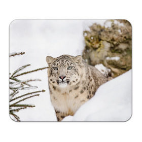Коврик для мышки прямоугольный с принтом Ирбис в Новосибирске, натуральный каучук | размер 230 х 185 мм; запечатка лицевой стороны | Тематика изображения на принте: snow leopard | барс | барсы | животное | животные | звери | зверь | зима | зимы | ирбис | киски | кот | коты | кошачьи | кошка | кошки | мохнатые | мохнатый | пятнистые | пятнистый | снег | снежный
