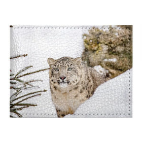 Обложка для студенческого билета с принтом Ирбис в Новосибирске, натуральная кожа | Размер: 11*8 см; Печать на всей внешней стороне | snow leopard | барс | барсы | животное | животные | звери | зверь | зима | зимы | ирбис | киски | кот | коты | кошачьи | кошка | кошки | мохнатые | мохнатый | пятнистые | пятнистый | снег | снежный