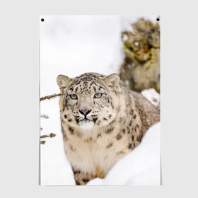 Постер с принтом Ирбис в Новосибирске, 100% бумага
 | бумага, плотность 150 мг. Матовая, но за счет высокого коэффициента гладкости имеет небольшой блеск и дает на свету блики, но в отличии от глянцевой бумаги не покрыта лаком | snow leopard | барс | барсы | животное | животные | звери | зверь | зима | зимы | ирбис | киски | кот | коты | кошачьи | кошка | кошки | мохнатые | мохнатый | пятнистые | пятнистый | снег | снежный