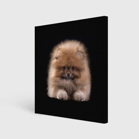 Холст квадратный с принтом Рыжий Шпиц в Новосибирске, 100% ПВХ |  | Тематика изображения на принте: детская | женская | купить | мужская | пес | рисунки щенков | рыжий | с принтом | с собаками | с собакой | со шпицами | со щенком | собака | собаки | шпиц | щенок