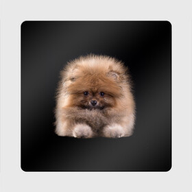 Магнит виниловый Квадрат с принтом Рыжий Шпиц в Новосибирске, полимерный материал с магнитным слоем | размер 9*9 см, закругленные углы | Тематика изображения на принте: детская | женская | купить | мужская | пес | рисунки щенков | рыжий | с принтом | с собаками | с собакой | со шпицами | со щенком | собака | собаки | шпиц | щенок