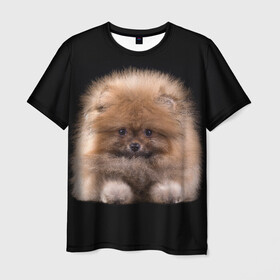 Мужская футболка 3D с принтом Рыжий Шпиц в Новосибирске, 100% полиэфир | прямой крой, круглый вырез горловины, длина до линии бедер | детская | женская | купить | мужская | пес | рисунки щенков | рыжий | с принтом | с собаками | с собакой | со шпицами | со щенком | собака | собаки | шпиц | щенок