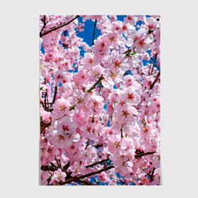 Постер с принтом Цветущая Сакура в Новосибирске, 100% бумага
 | бумага, плотность 150 мг. Матовая, но за счет высокого коэффициента гладкости имеет небольшой блеск и дает на свету блики, но в отличии от глянцевой бумаги не покрыта лаком | 8 марта | весна | вишня | женский день | лепестки | март | поздравления | праздник 8 марта | ромашки | сакура | цветок | цветочки | цветы | япония