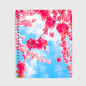 Тетрадь с принтом Цветение Вишни в Новосибирске, 100% бумага | 48 листов, плотность листов — 60 г/м2, плотность картонной обложки — 250 г/м2. Листы скреплены сбоку удобной пружинной спиралью. Уголки страниц и обложки скругленные. Цвет линий — светло-серый
 | flowers | pink | бутоны | весна | вишня | дерево | листья | небо | облака | природа | розовый | сакура | солнце | цветение | цветочки | цветы
