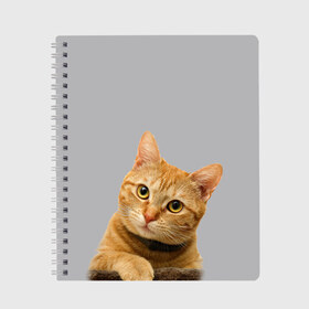 Тетрадь с принтом Рыжий котик в Новосибирске, 100% бумага | 48 листов, плотность листов — 60 г/м2, плотность картонной обложки — 250 г/м2. Листы скреплены сбоку удобной пружинной спиралью. Уголки страниц и обложки скругленные. Цвет линий — светло-серый
 | baby | cat | kitty | глаза | голова | животные | зверь | кот | котенок | котики | кошки | лапы | малыш | полосатый | рыжий