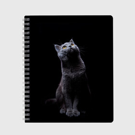 Тетрадь с принтом Кот Британец в Новосибирске, 100% бумага | 48 листов, плотность листов — 60 г/м2, плотность картонной обложки — 250 г/м2. Листы скреплены сбоку удобной пружинной спиралью. Уголки страниц и обложки скругленные. Цвет линий — светло-серый
 | Тематика изображения на принте: animal | animals | beast | black | cat | kitten | британец | британка | животное | животные | зверек | зверь | кот | котейка | котенок | котики | котэ | кошка | кошки | черная
