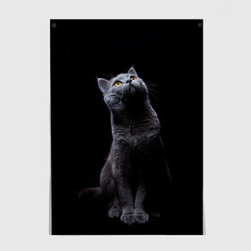 Постер с принтом Кот Британец в Новосибирске, 100% бумага
 | бумага, плотность 150 мг. Матовая, но за счет высокого коэффициента гладкости имеет небольшой блеск и дает на свету блики, но в отличии от глянцевой бумаги не покрыта лаком | animal | animals | beast | black | cat | kitten | британец | британка | животное | животные | зверек | зверь | кот | котейка | котенок | котики | котэ | кошка | кошки | черная