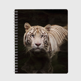 Тетрадь с принтом Белый тигр в Новосибирске, 100% бумага | 48 листов, плотность листов — 60 г/м2, плотность картонной обложки — 250 г/м2. Листы скреплены сбоку удобной пружинной спиралью. Уголки страниц и обложки скругленные. Цвет линий — светло-серый
 | белые | белый | животное | животные | звери | зверушка | зверушки | зверь | зверьё | кот | котик | котики | коты | кошка | кошки | полосатые | полосатый | природа | тигр | тигры | хищник | хищники