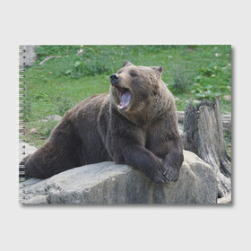 Альбом для рисования с принтом Медведь в Новосибирске, 100% бумага
 | матовая бумага, плотность 200 мг. | животное | животные | звери | зверь | зверьё | зверьки | зоопарк | медведи | медведь | мишка | мишки | потапыч | природа | природный | фауна | хищник | хищники