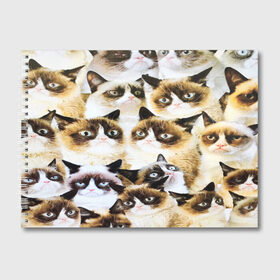 Альбом для рисования с принтом КОТ МЕМ в Новосибирске, 100% бумага
 | матовая бумага, плотность 200 мг. | cat | взгляд | кот | кот хипстер | котёнок | котятки | котятушки | кошечки | кошка | мордочка