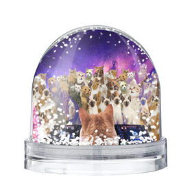 Снежный шар с принтом КОТ DJ в Новосибирске, Пластик | Изображение внутри шара печатается на глянцевой фотобумаге с двух сторон | cat | взгляд | кот | кот хипстер | котёнок | котятки | котятушки | кошечки | кошка | мордочка