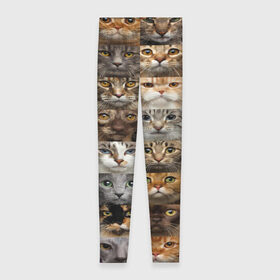 Леггинсы 3D с принтом КОТОПАТТЕРН в Новосибирске, 80% полиэстер, 20% эластан | Эластичный пояс, зауженные к низу, низкая посадка | cat | взгляд | кот | кот хипстер | котёнок | котятки | котятушки | кошечки | кошка | мордочка