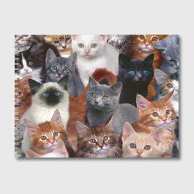 Альбом для рисования с принтом КОТЯТКИ в Новосибирске, 100% бумага
 | матовая бумага, плотность 200 мг. | cat | взгляд | кот | кот хипстер | котёнок | котятки | котятушки | кошечки | кошка | мордочка