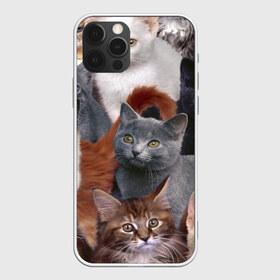 Чехол для iPhone 12 Pro Max с принтом КОТЯТКИ в Новосибирске, Силикон |  | Тематика изображения на принте: cat | взгляд | кот | кот хипстер | котёнок | котятки | котятушки | кошечки | кошка | мордочка