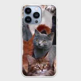 Чехол для iPhone 13 Pro с принтом КОТЯТКИ в Новосибирске,  |  | cat | взгляд | кот | кот хипстер | котёнок | котятки | котятушки | кошечки | кошка | мордочка