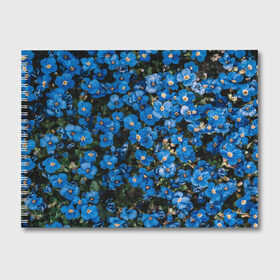 Альбом для рисования с принтом Поле синих цветов фиалки лето в Новосибирске, 100% бумага
 | матовая бумага, плотность 200 мг. | голубые цветочки | лето | луг | незабудки | поле | поляна | синие цветы | узор из цветов | фиалки | фото реализм | цветы