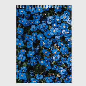 Скетчбук с принтом Поле синих цветов фиалки лето в Новосибирске, 100% бумага
 | 48 листов, плотность листов — 100 г/м2, плотность картонной обложки — 250 г/м2. Листы скреплены сверху удобной пружинной спиралью | голубые цветочки | лето | луг | незабудки | поле | поляна | синие цветы | узор из цветов | фиалки | фото реализм | цветы