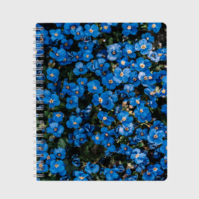 Тетрадь с принтом Поле синих цветов фиалки лето в Новосибирске, 100% бумага | 48 листов, плотность листов — 60 г/м2, плотность картонной обложки — 250 г/м2. Листы скреплены сбоку удобной пружинной спиралью. Уголки страниц и обложки скругленные. Цвет линий — светло-серый
 | Тематика изображения на принте: голубые цветочки | лето | луг | незабудки | поле | поляна | синие цветы | узор из цветов | фиалки | фото реализм | цветы