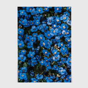 Постер с принтом Поле синих цветов фиалки лето в Новосибирске, 100% бумага
 | бумага, плотность 150 мг. Матовая, но за счет высокого коэффициента гладкости имеет небольшой блеск и дает на свету блики, но в отличии от глянцевой бумаги не покрыта лаком | голубые цветочки | лето | луг | незабудки | поле | поляна | синие цветы | узор из цветов | фиалки | фото реализм | цветы