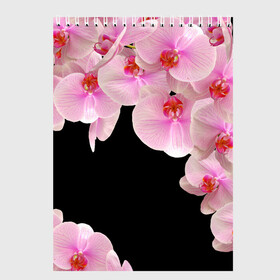 Скетчбук с принтом Орхидеи в ночи в Новосибирске, 100% бумага
 | 48 листов, плотность листов — 100 г/м2, плотность картонной обложки — 250 г/м2. Листы скреплены сверху удобной пружинной спиралью | азия | бабочки | бутоны | ветки | девушкам | джунгли | женщинам | лепестки | летний | лето | листья | любовь | март | орхидеи | орхидея | подарок | природа | растения | розовыецветы | сад | тропика