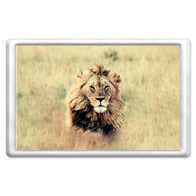 Магнит 45*70 с принтом Lion King в Новосибирске, Пластик | Размер: 78*52 мм; Размер печати: 70*45 | animals | king | lion | африка | взгляд | голова | грива | дикие | животные | зверек | зверь | зодиак | клыки | король | кот | кошак | кошка | лапы | лев | лео | львенок | оскал | природа | саванна | симба | созвездие