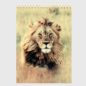 Скетчбук с принтом Lion King в Новосибирске, 100% бумага
 | 48 листов, плотность листов — 100 г/м2, плотность картонной обложки — 250 г/м2. Листы скреплены сверху удобной пружинной спиралью | animals | king | lion | африка | взгляд | голова | грива | дикие | животные | зверек | зверь | зодиак | клыки | король | кот | кошак | кошка | лапы | лев | лео | львенок | оскал | природа | саванна | симба | созвездие