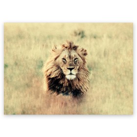 Поздравительная открытка с принтом Lion King в Новосибирске, 100% бумага | плотность бумаги 280 г/м2, матовая, на обратной стороне линовка и место для марки
 | animals | king | lion | африка | взгляд | голова | грива | дикие | животные | зверек | зверь | зодиак | клыки | король | кот | кошак | кошка | лапы | лев | лео | львенок | оскал | природа | саванна | симба | созвездие