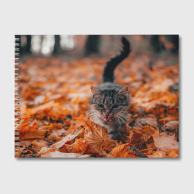 Альбом для рисования с принтом мяукающий кот осенние листья в Новосибирске, 100% бумага
 | матовая бумага, плотность 200 мг. | золотая осень | кот | кошка | крик | листва | листья | мяу | мяукает | осень | сезон | уличный котейка