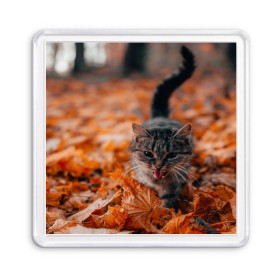 Магнит 55*55 с принтом мяукающий кот осенние листья в Новосибирске, Пластик | Размер: 65*65 мм; Размер печати: 55*55 мм | золотая осень | кот | кошка | крик | листва | листья | мяу | мяукает | осень | сезон | уличный котейка