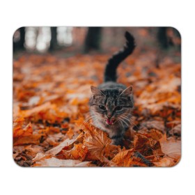 Коврик для мышки прямоугольный с принтом мяукающий кот осенние листья в Новосибирске, натуральный каучук | размер 230 х 185 мм; запечатка лицевой стороны | золотая осень | кот | кошка | крик | листва | листья | мяу | мяукает | осень | сезон | уличный котейка