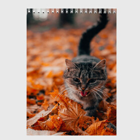 Скетчбук с принтом мяукающий кот осенние листья в Новосибирске, 100% бумага
 | 48 листов, плотность листов — 100 г/м2, плотность картонной обложки — 250 г/м2. Листы скреплены сверху удобной пружинной спиралью | золотая осень | кот | кошка | крик | листва | листья | мяу | мяукает | осень | сезон | уличный котейка