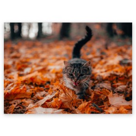 Поздравительная открытка с принтом мяукающий кот осенние листья в Новосибирске, 100% бумага | плотность бумаги 280 г/м2, матовая, на обратной стороне линовка и место для марки
 | золотая осень | кот | кошка | крик | листва | листья | мяу | мяукает | осень | сезон | уличный котейка