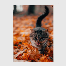 Постер с принтом мяукающий кот осенние листья в Новосибирске, 100% бумага
 | бумага, плотность 150 мг. Матовая, но за счет высокого коэффициента гладкости имеет небольшой блеск и дает на свету блики, но в отличии от глянцевой бумаги не покрыта лаком | золотая осень | кот | кошка | крик | листва | листья | мяу | мяукает | осень | сезон | уличный котейка