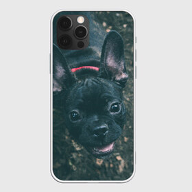 Чехол для iPhone 12 Pro Max с принтом Бульдог морда собакена черного в Новосибирске, Силикон |  | Тематика изображения на принте: бульдог | гав | глаза | любимец | любителю животных | ошейник | пес | песель | песик | питомец | псина | псинка | собака | собакен | собачка | собачник | уши | черный | язык