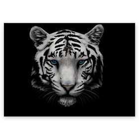Поздравительная открытка с принтом Белый Тигр в Новосибирске, 100% бумага | плотность бумаги 280 г/м2, матовая, на обратной стороне линовка и место для марки
 | Тематика изображения на принте: tiger | животное | тигр | тигрица | чернобелый