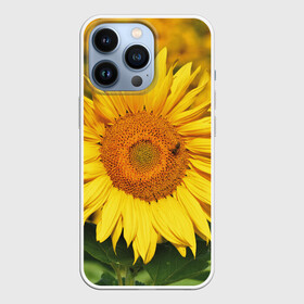 Чехол для iPhone 13 Pro с принтом Подсолнух в Новосибирске,  |  | подсолнух | подсолнухи | природа | растение | растения | флора | фотография | цвет | цветами | цветов | цветок | цветочек | цветочки | цветочные | цветочный | цветы