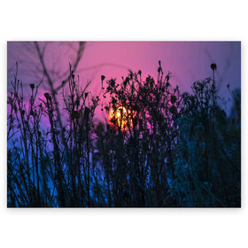 Поздравительная открытка с принтом Трава растения закатный свет в Новосибирске, 100% бумага | плотность бумаги 280 г/м2, матовая, на обратной стороне линовка и место для марки
 | вечер | закат | мило | небо | поле | рассвет | растения | свет | сумерки | сухоцвет