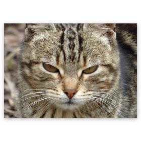 Поздравительная открытка с принтом Кот в Новосибирске, 100% бумага | плотность бумаги 280 г/м2, матовая, на обратной стороне линовка и место для марки
 | Тематика изображения на принте: животное | животные | звери | зверь | киска | киски | кисуля | кот | котейки | котик | котики | коты | кошечка | кошка | кошки | природа | хищник | хищники
