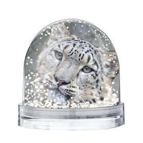 Снежный шар с принтом Ирбис в Новосибирске, Пластик | Изображение внутри шара печатается на глянцевой фотобумаге с двух сторон | snow leopard | барс | барсы | животное | животные | звери | зверь | зима | зимы | ирбис | киски | кот | коты | кошачьи | кошка | кошки | мохнатые | мохнатый | пятнистые | пятнистый | снег | снежный