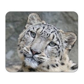 Коврик для мышки прямоугольный с принтом Ирбис в Новосибирске, натуральный каучук | размер 230 х 185 мм; запечатка лицевой стороны | snow leopard | барс | барсы | животное | животные | звери | зверь | зима | зимы | ирбис | киски | кот | коты | кошачьи | кошка | кошки | мохнатые | мохнатый | пятнистые | пятнистый | снег | снежный