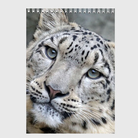 Скетчбук с принтом Ирбис в Новосибирске, 100% бумага
 | 48 листов, плотность листов — 100 г/м2, плотность картонной обложки — 250 г/м2. Листы скреплены сверху удобной пружинной спиралью | Тематика изображения на принте: snow leopard | барс | барсы | животное | животные | звери | зверь | зима | зимы | ирбис | киски | кот | коты | кошачьи | кошка | кошки | мохнатые | мохнатый | пятнистые | пятнистый | снег | снежный