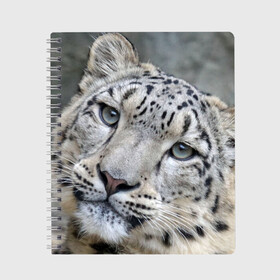 Тетрадь с принтом Ирбис в Новосибирске, 100% бумага | 48 листов, плотность листов — 60 г/м2, плотность картонной обложки — 250 г/м2. Листы скреплены сбоку удобной пружинной спиралью. Уголки страниц и обложки скругленные. Цвет линий — светло-серый
 | snow leopard | барс | барсы | животное | животные | звери | зверь | зима | зимы | ирбис | киски | кот | коты | кошачьи | кошка | кошки | мохнатые | мохнатый | пятнистые | пятнистый | снег | снежный