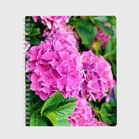 Тетрадь с принтом Гортензия в Новосибирске, 100% бумага | 48 листов, плотность листов — 60 г/м2, плотность картонной обложки — 250 г/м2. Листы скреплены сбоку удобной пружинной спиралью. Уголки страниц и обложки скругленные. Цвет линий — светло-серый
 | blooming. | floral | flower | hydrangea | nature | ботаника | букет | бутон | гортензия | клумба | лепесток | лето | листья | сад | цветение | цветок | цветы